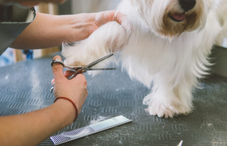 Dog Grooming