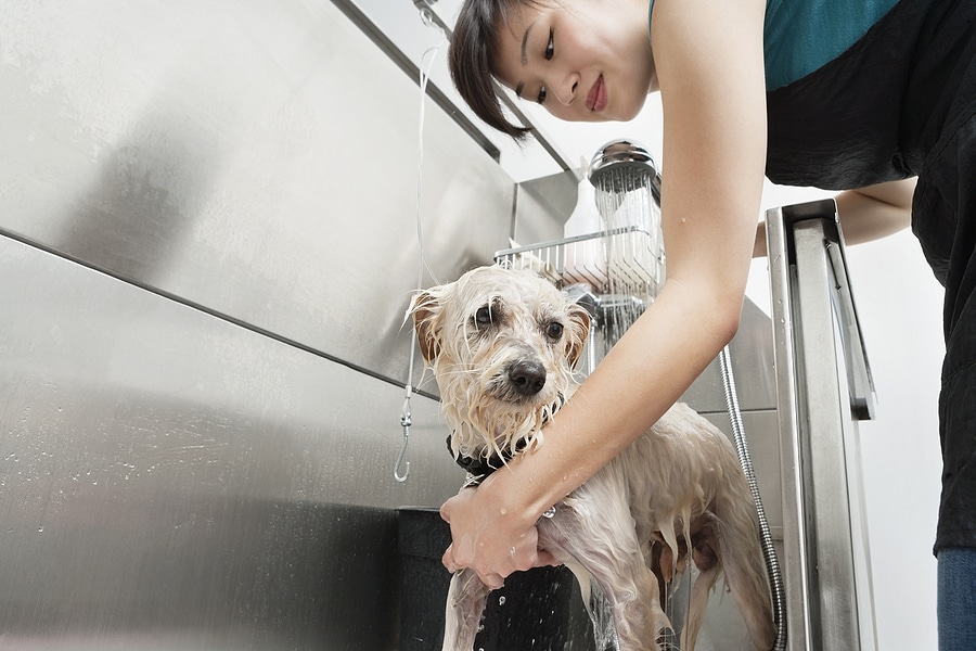 Transform Your Passion for Dogs Into a Profession