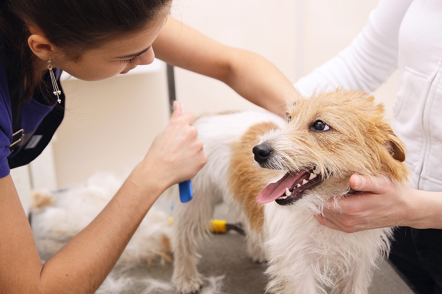 Why Dog Grooming Is a Rewarding Career Choice