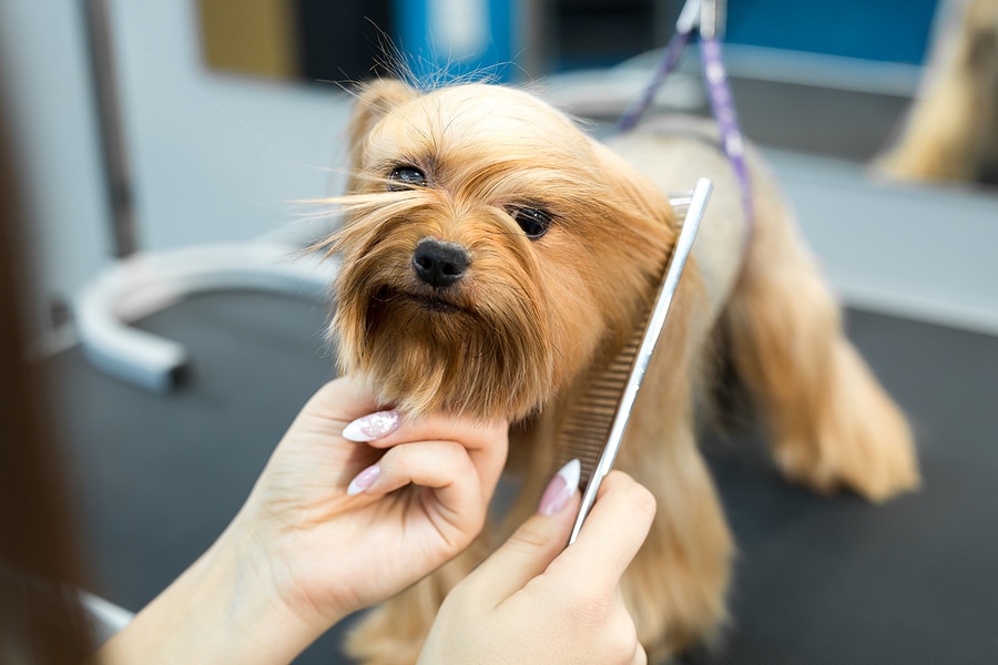 Why Professional Training Matters in Pet Grooming