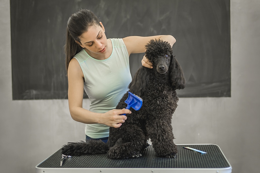What to Know Before Starting Dog Grooming School