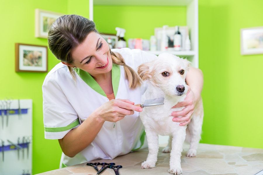 How Do Groomers Learn to Work With Nervous Dogs?